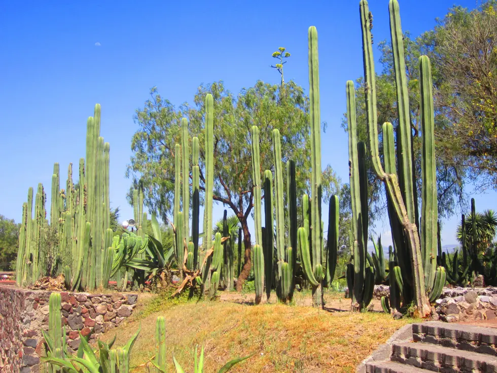 Parque Temático de Cactaceas